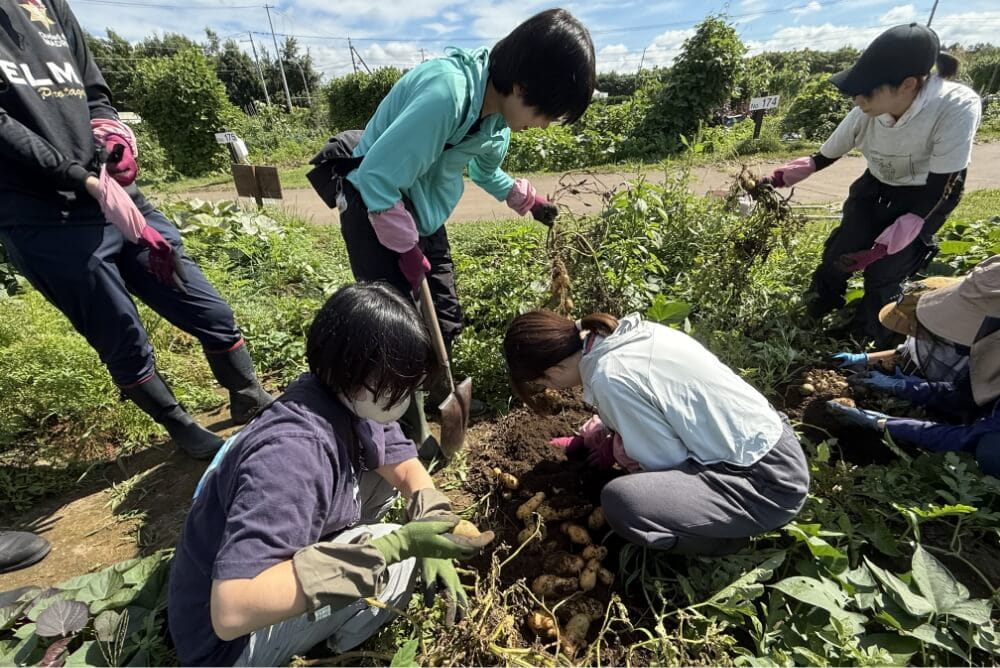 芋掘り同好会の写真